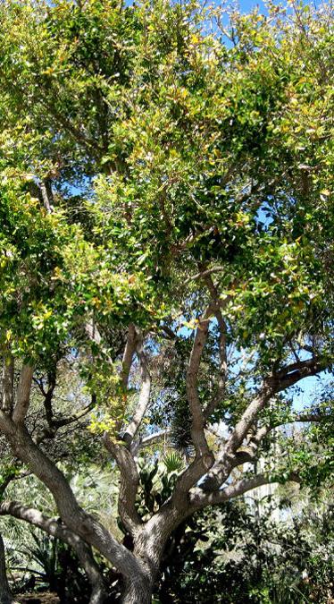 Photo of 的 Coast Live Oak Tree